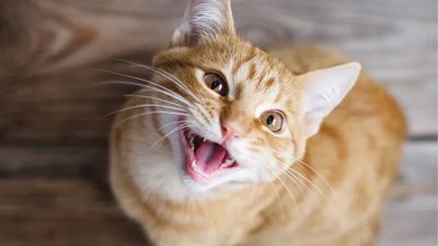 Chat roux qui miaule