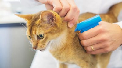 Chat traitement puces