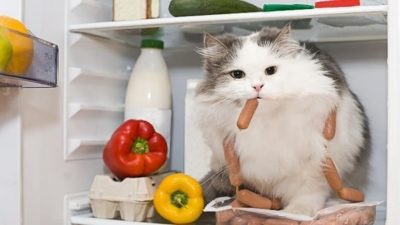 Chat frigo
